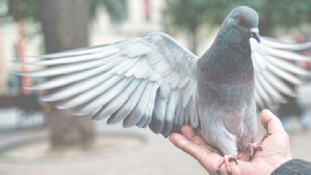 pigeon1126.jpg