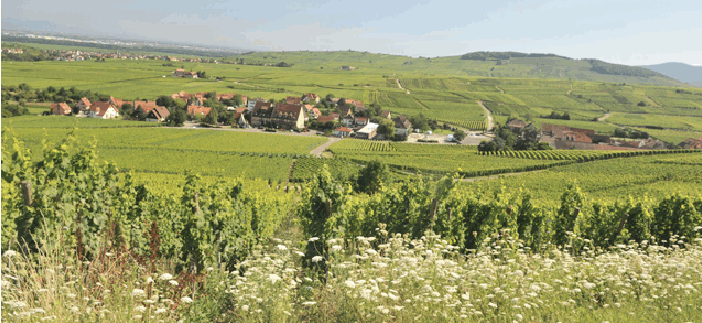 vignobleRiquewihr.png